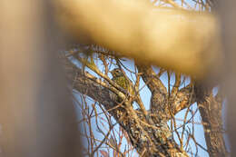 Image of Green-backed Woodpecker