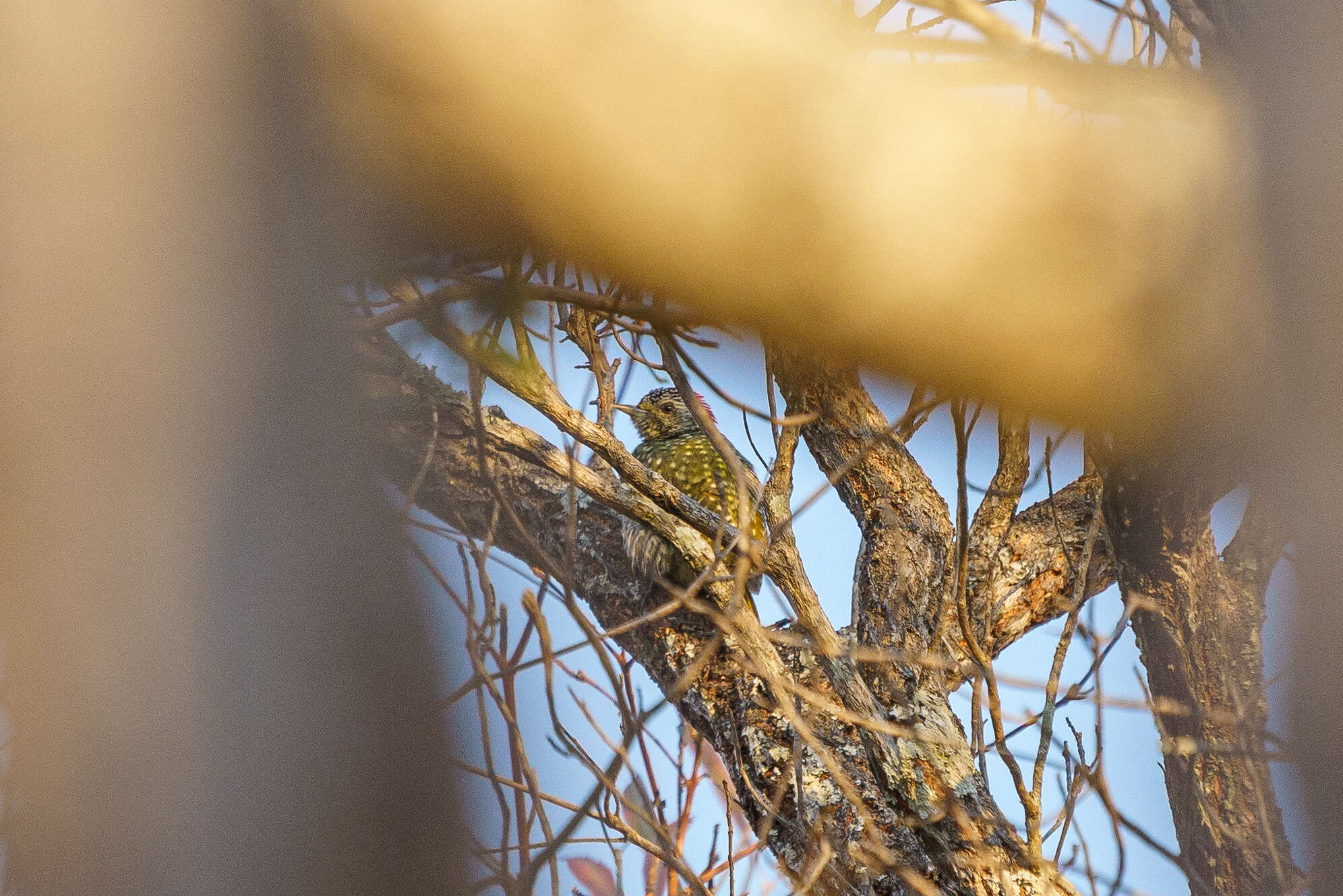 Image of Green-backed Woodpecker