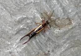 Image of Lined Earwig