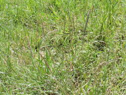 Image of White Fluff Grass