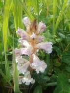 Image de Orobanche crenata Forsskál