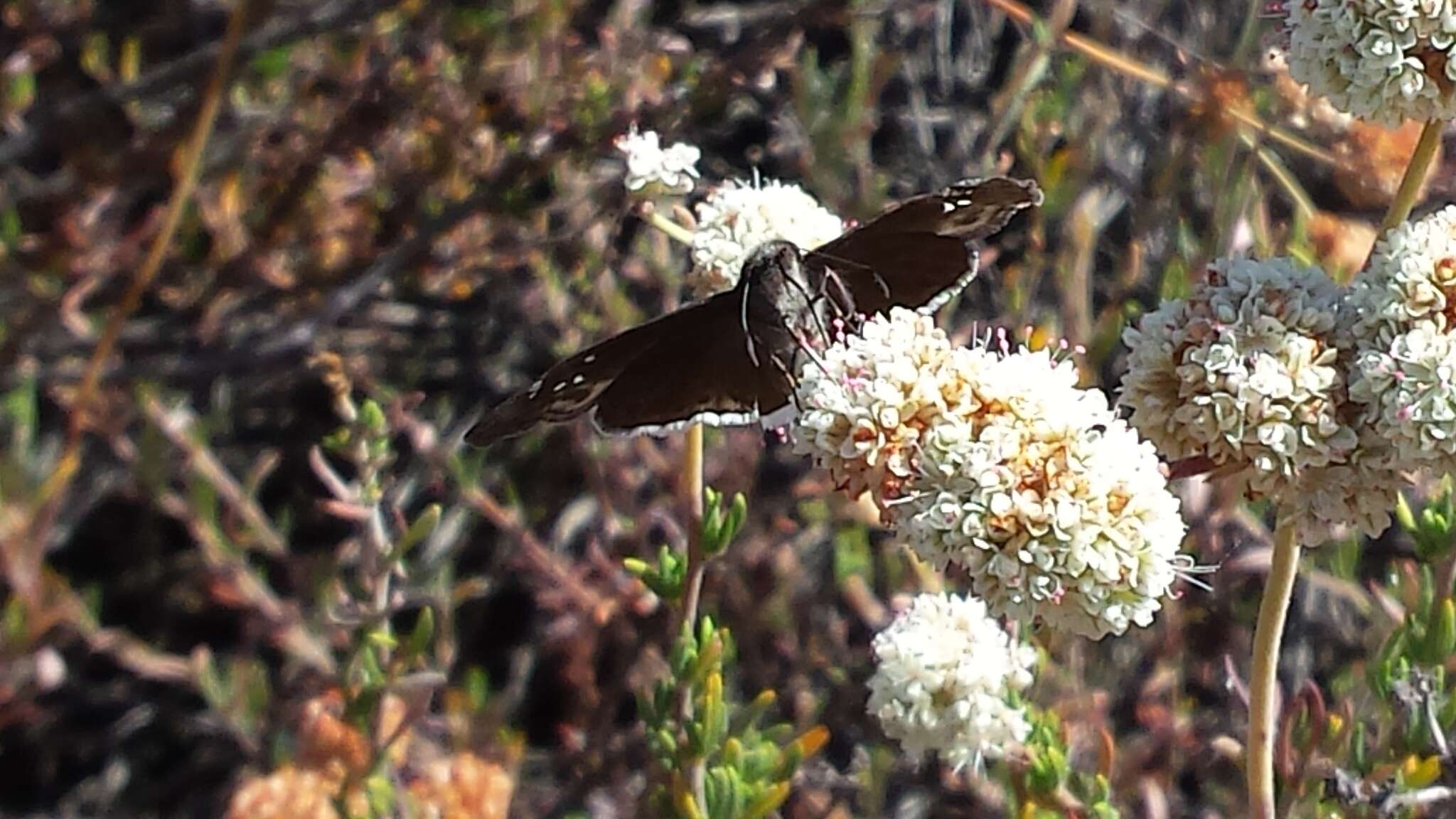 صورة Erynnis tristis Boisduval 1852