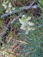 Sivun Lupinus andersonii S. Watson kuva