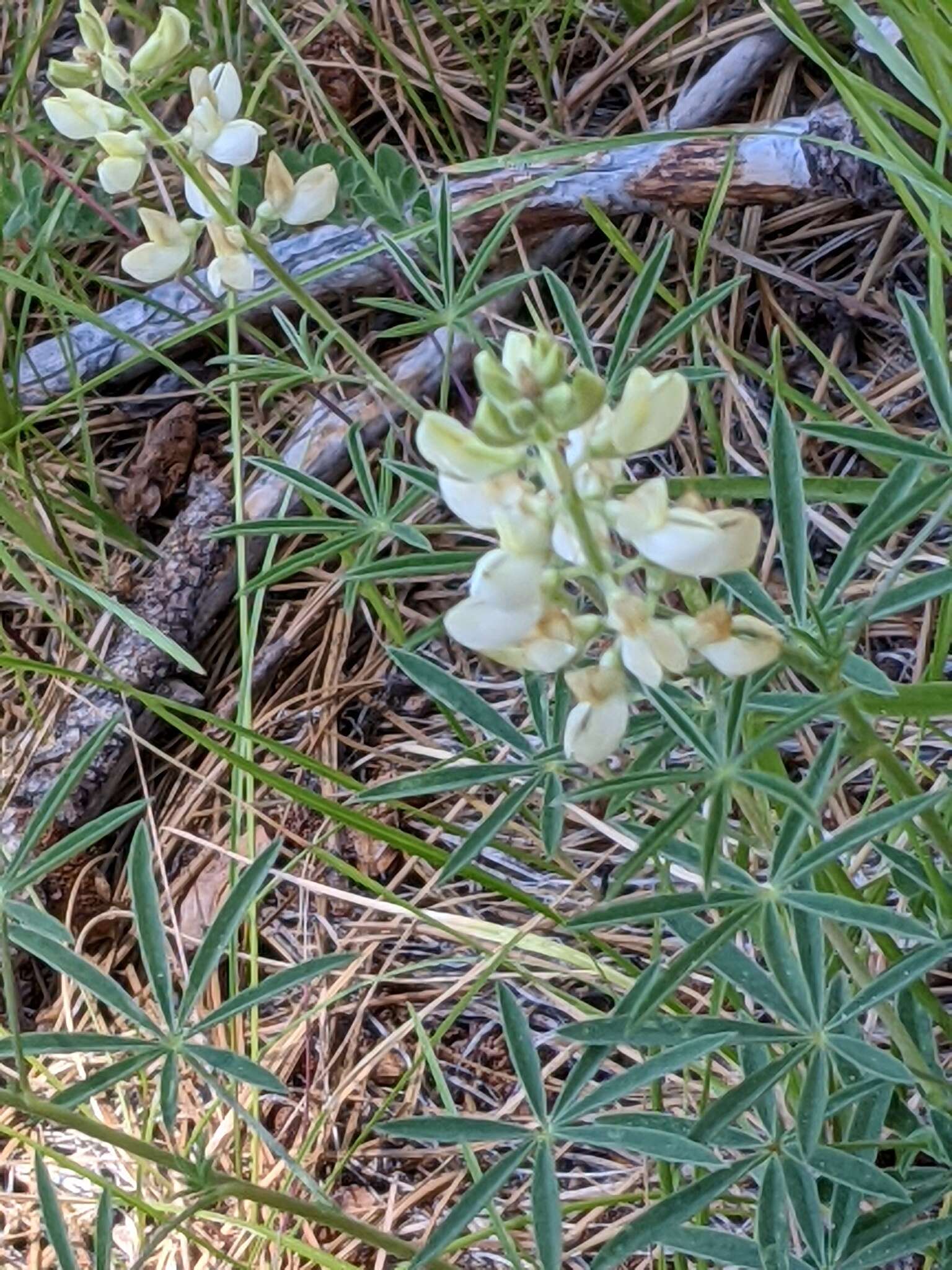 Image of Anderson's lupine