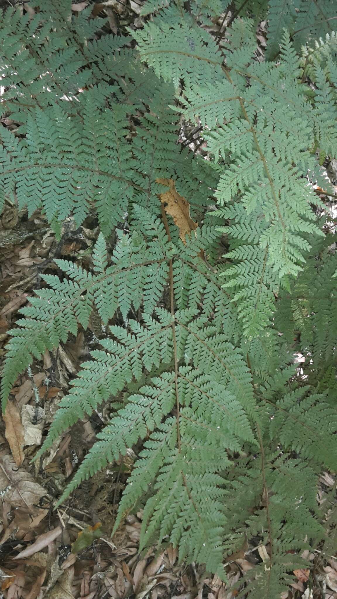 Image of Lastreopsis velutina (A. Rich.) Tindale