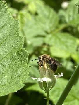 Image of Andrena pruni Robertson 1891