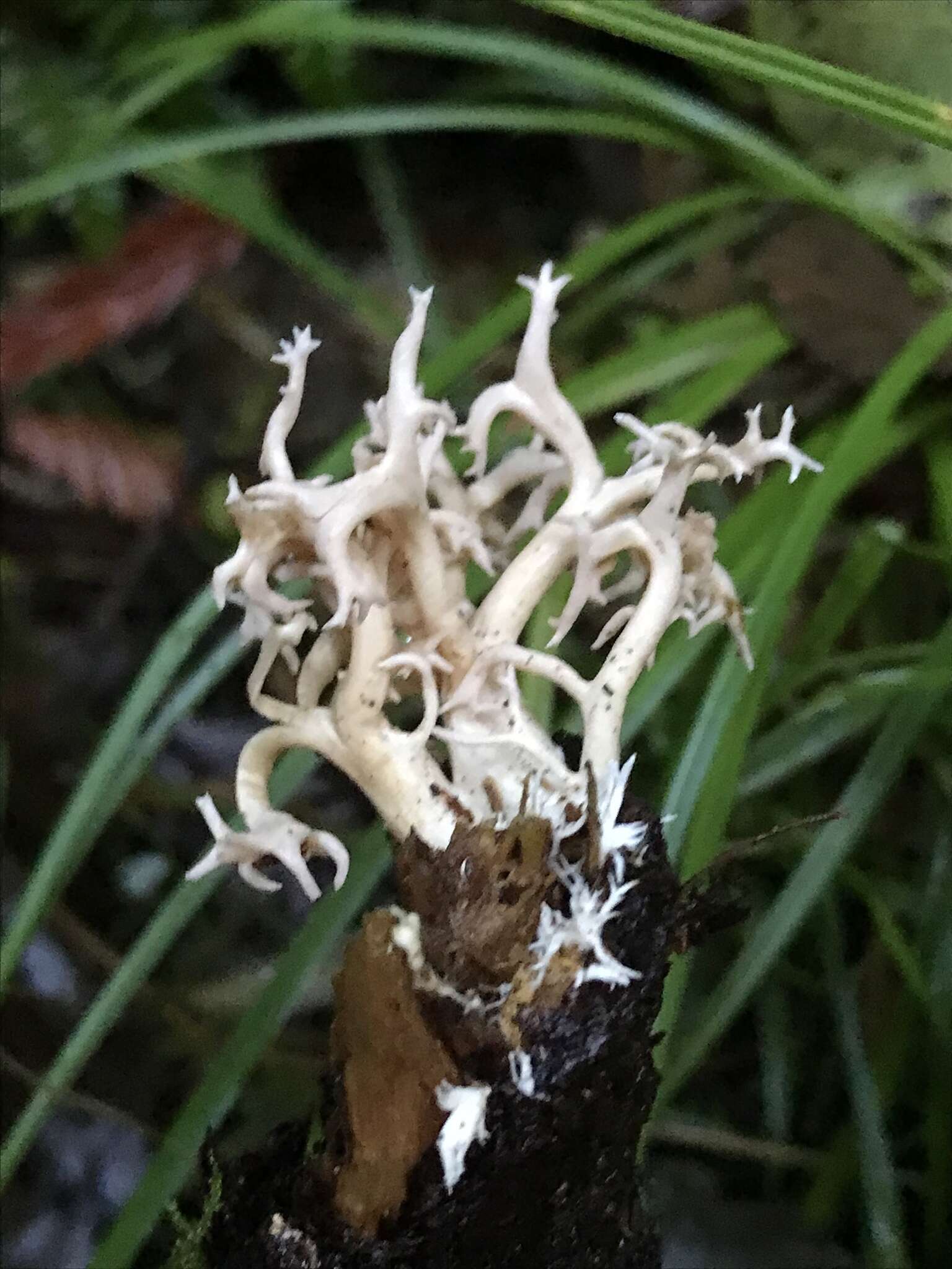 Image of Ramaria pinicola (Burt) Corner 1961