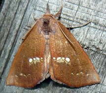 Image of Large Necklace Moth