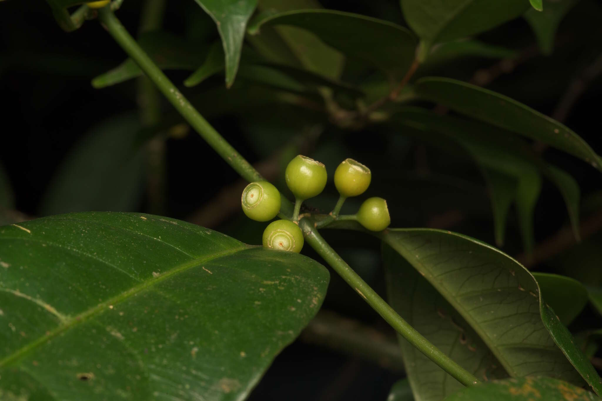 Image de Urophyllum arboreum (Reinw. ex Blume) Korth.