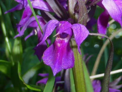 Image de Dactylorhiza aristata (Fisch. ex Lindl.) Soó