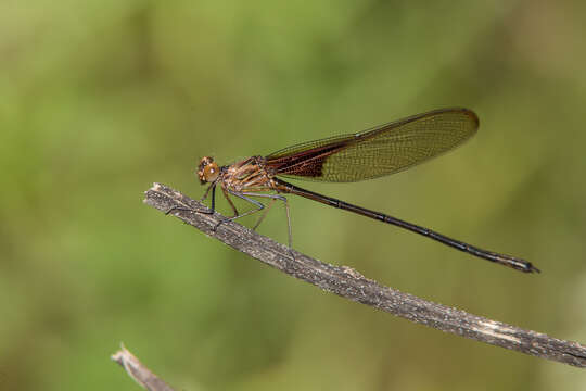 Image of Smoky Rubyspot