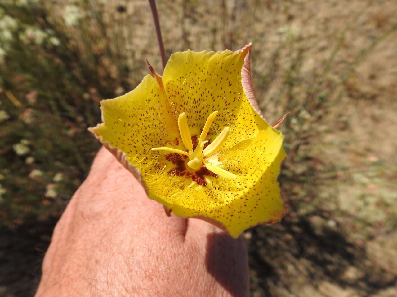 Image of Weed's mariposa lily