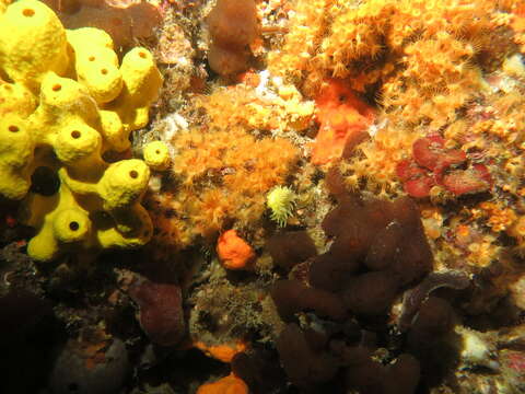 Image of Yellow encrusting anemone