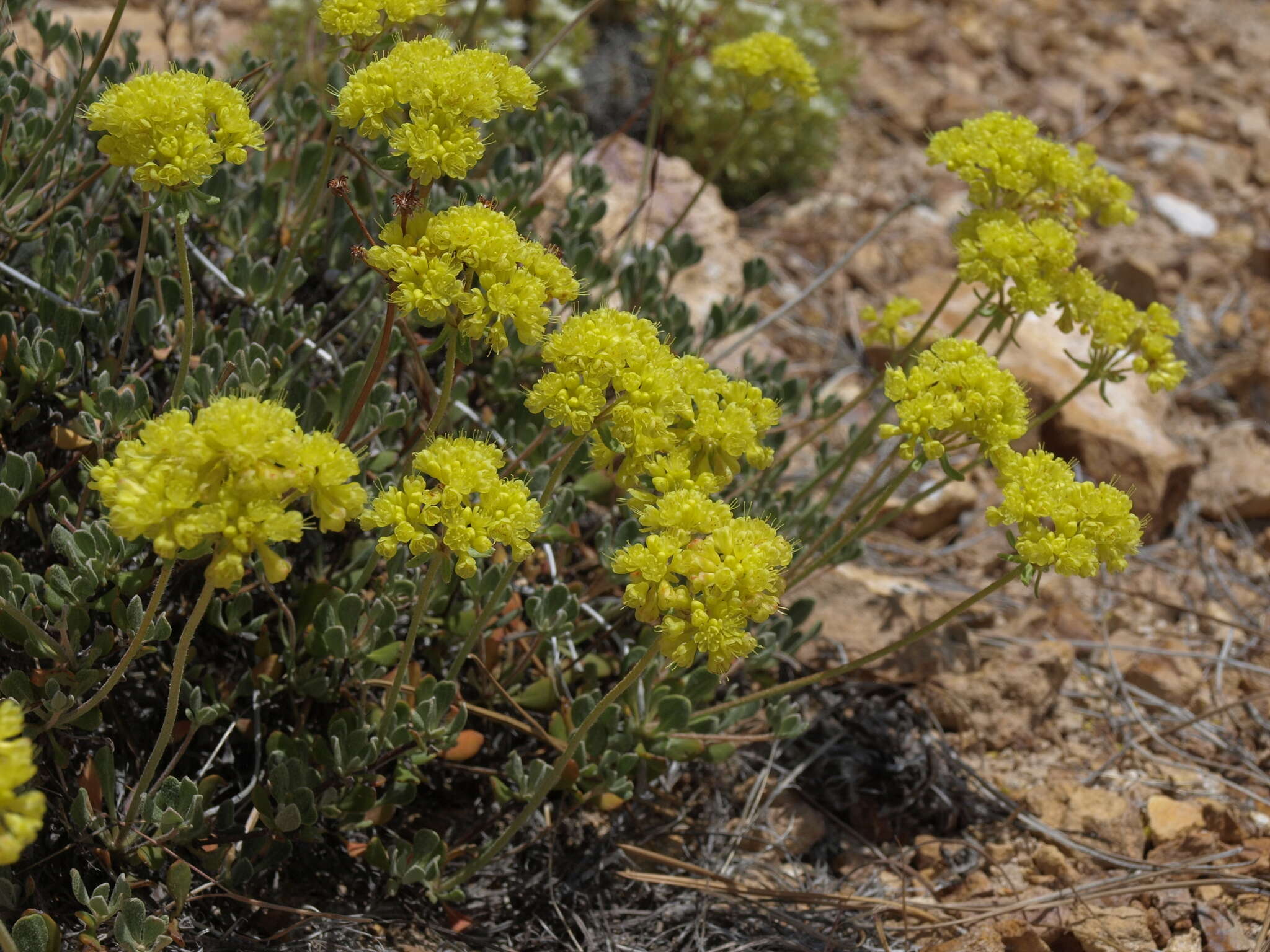 Imagem de Eriogonum umbellatum var. nevadense Gand.