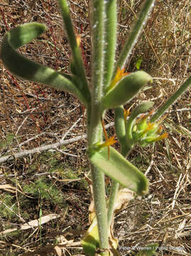 Kalanchoe lanceolata (Forsk.) Persoon resmi