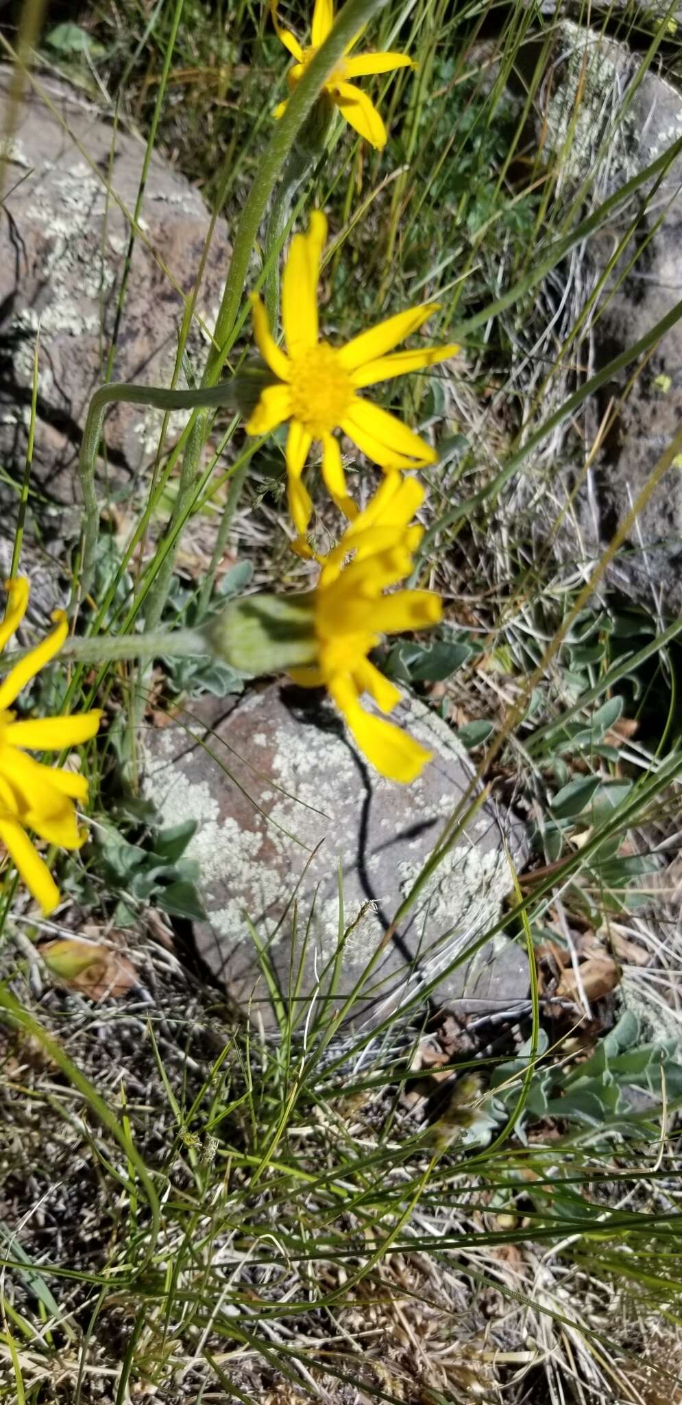 Image of Flagstaff ragwort