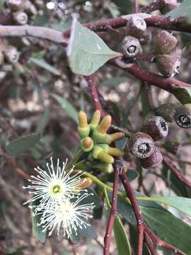 Image of Eucalyptus utilis Brooker & Hopper