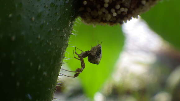 Image of Uloborus plumipes Lucas 1846