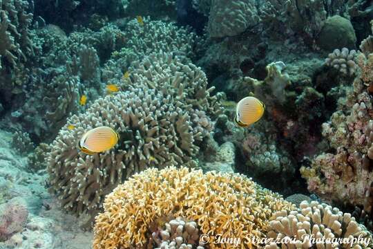 Image of Oval Butterflyfish