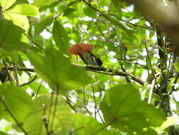 Image of Amur Paradise Flycatcher