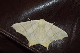 Image of swallow-tailed moth