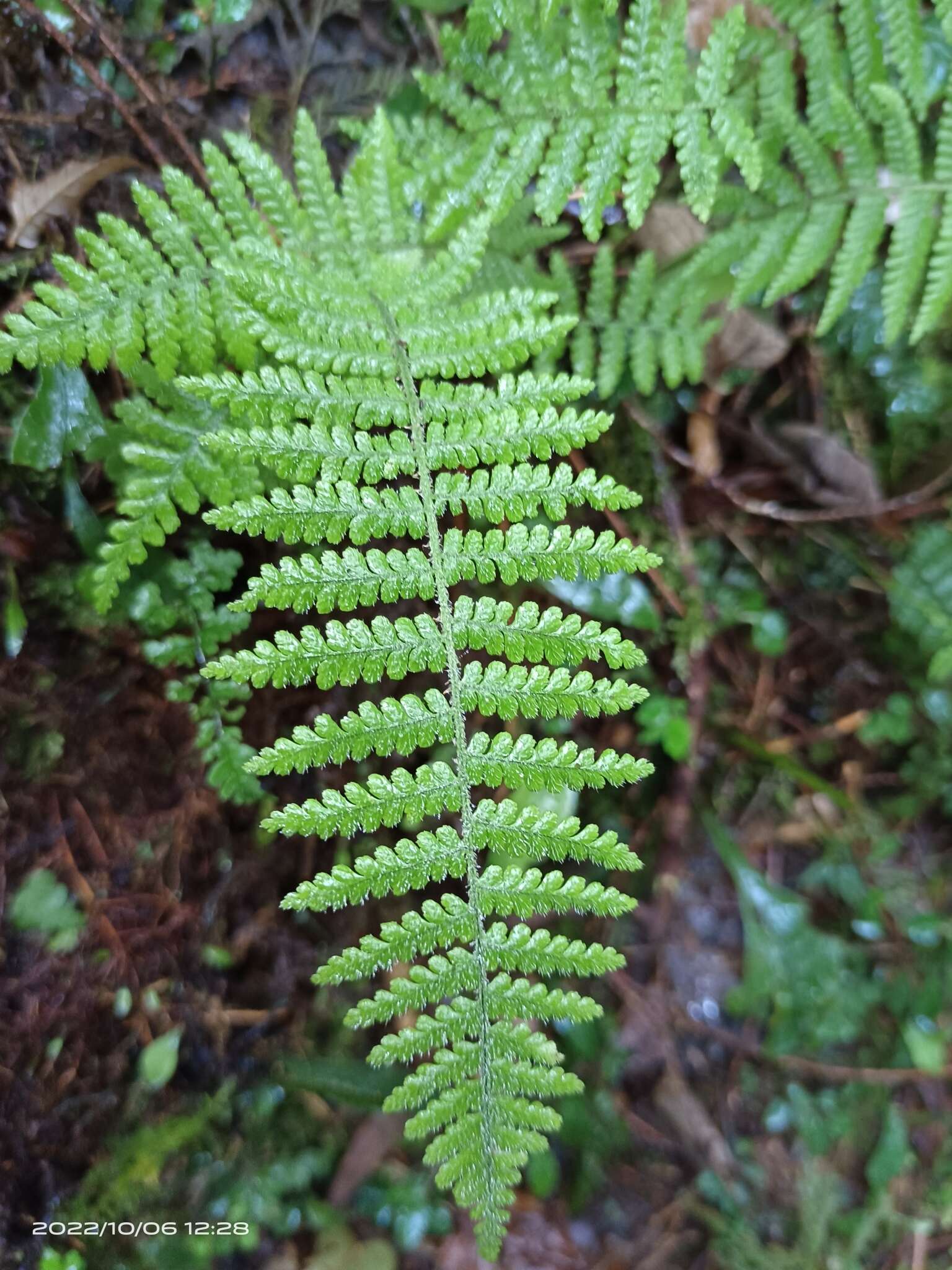 Sivun Dryopteris kawakamii Hayata kuva