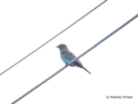 Image of European Roller