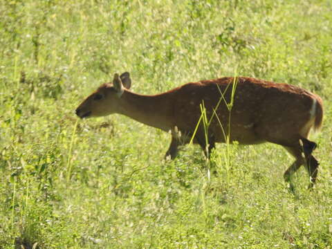 Image of Hog Deer