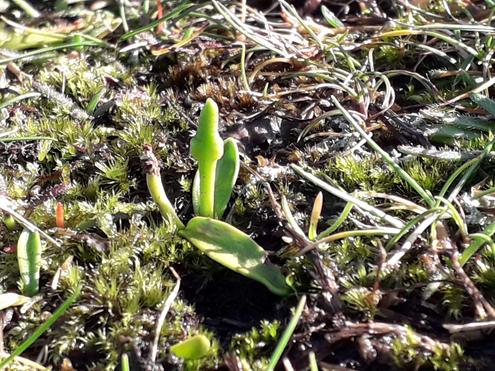 Слика од Ophioglossum lusitanicum L.