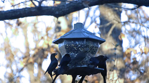 Image of Brown-headed Cowbird