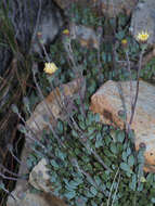 Image of Curio repens (L.) P. V. Heath