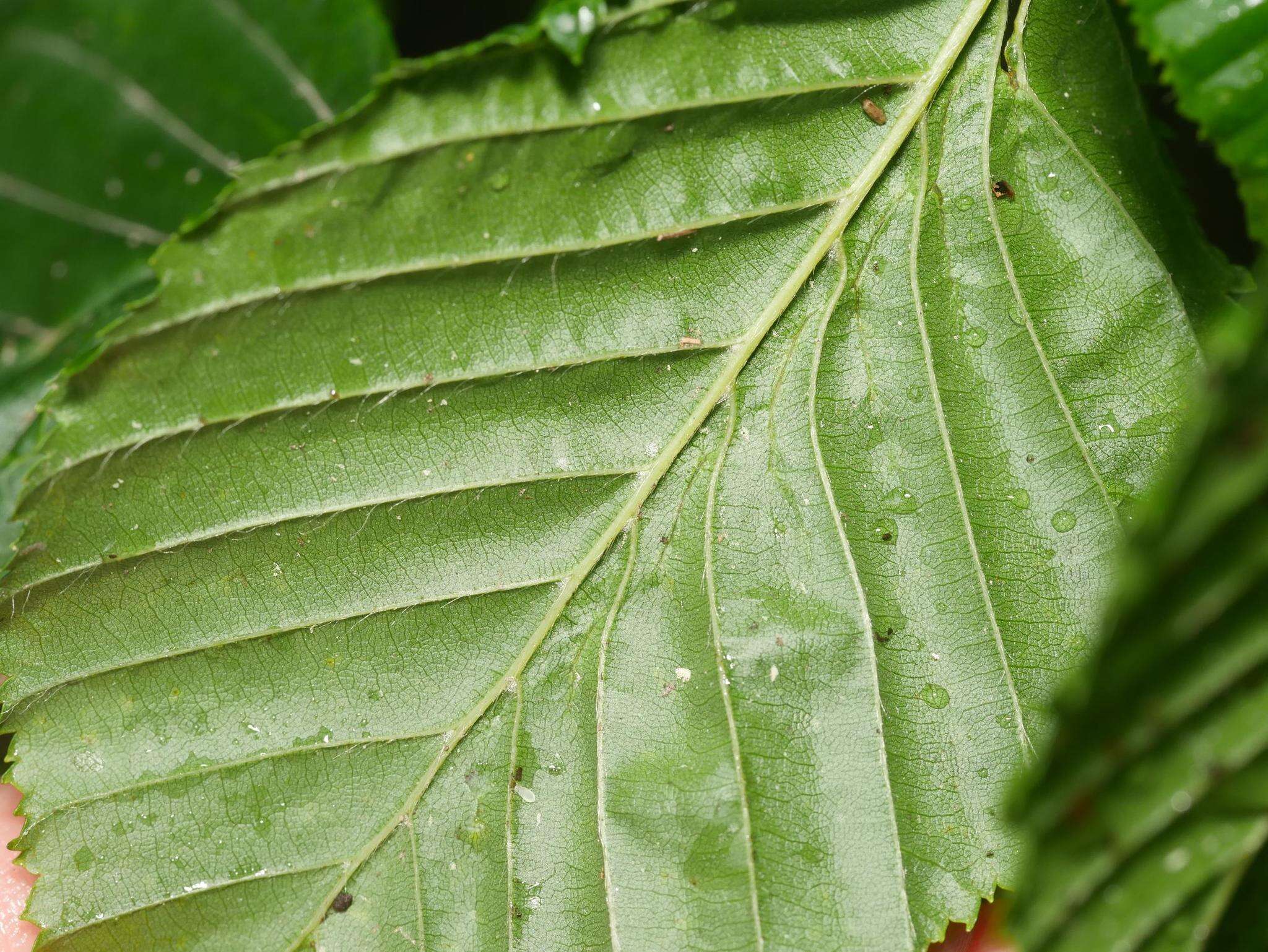 Image of <i>Aceria tenella</i>