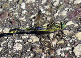 Gomphurus fraternus (Say 1840) resmi