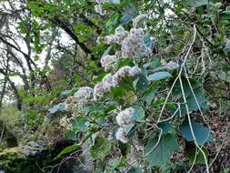 Ageratina eleazarii Rzed. resmi