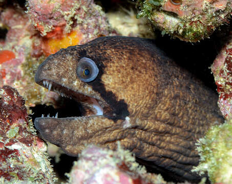 Image of Black cheek moray