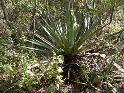 Слика од Agave vivipara L.