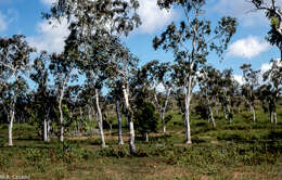 Image of white eucalyptus