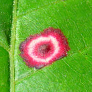 Image of Ocellate Gall Midge