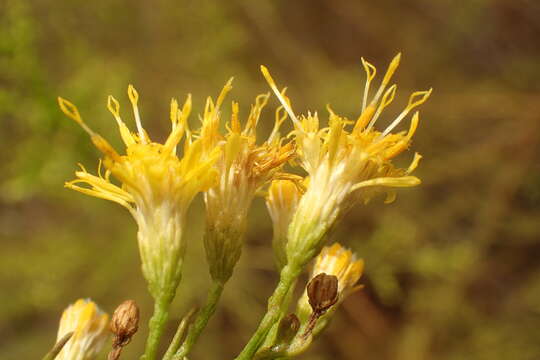 Image of Palmer's rabbitbrush