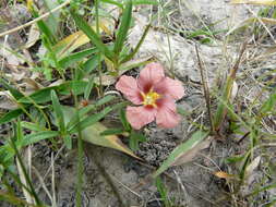 Image of bracted fanpetals