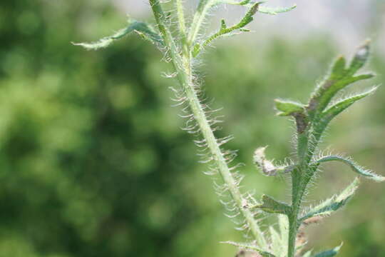 Image of Papaver dubium subsp. stevenianum (Mikheev) Kubat & Siposova