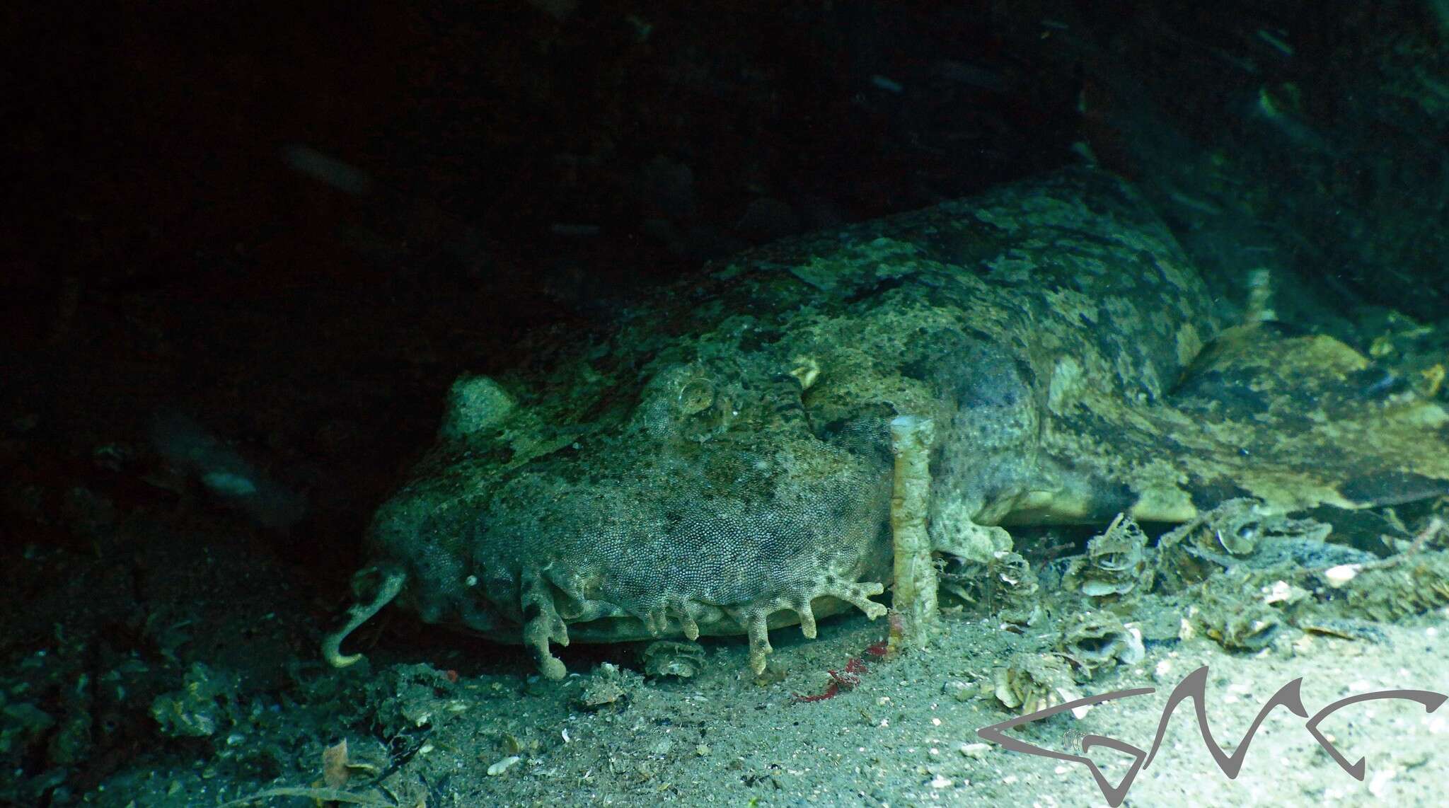 Image of Ornate Wobbegong