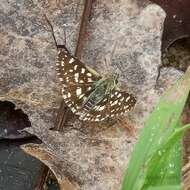 Image of Spialia diomus Hopffer 1855