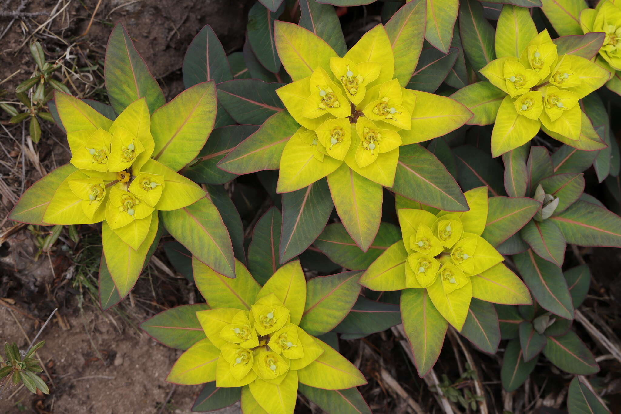 Image of Euphorbia wallichii Hook. fil.