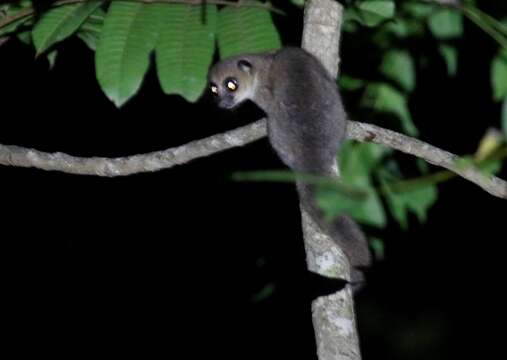 Image of Dwarf lemur