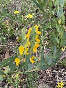 Image of Rafnia crassifolia Harv.