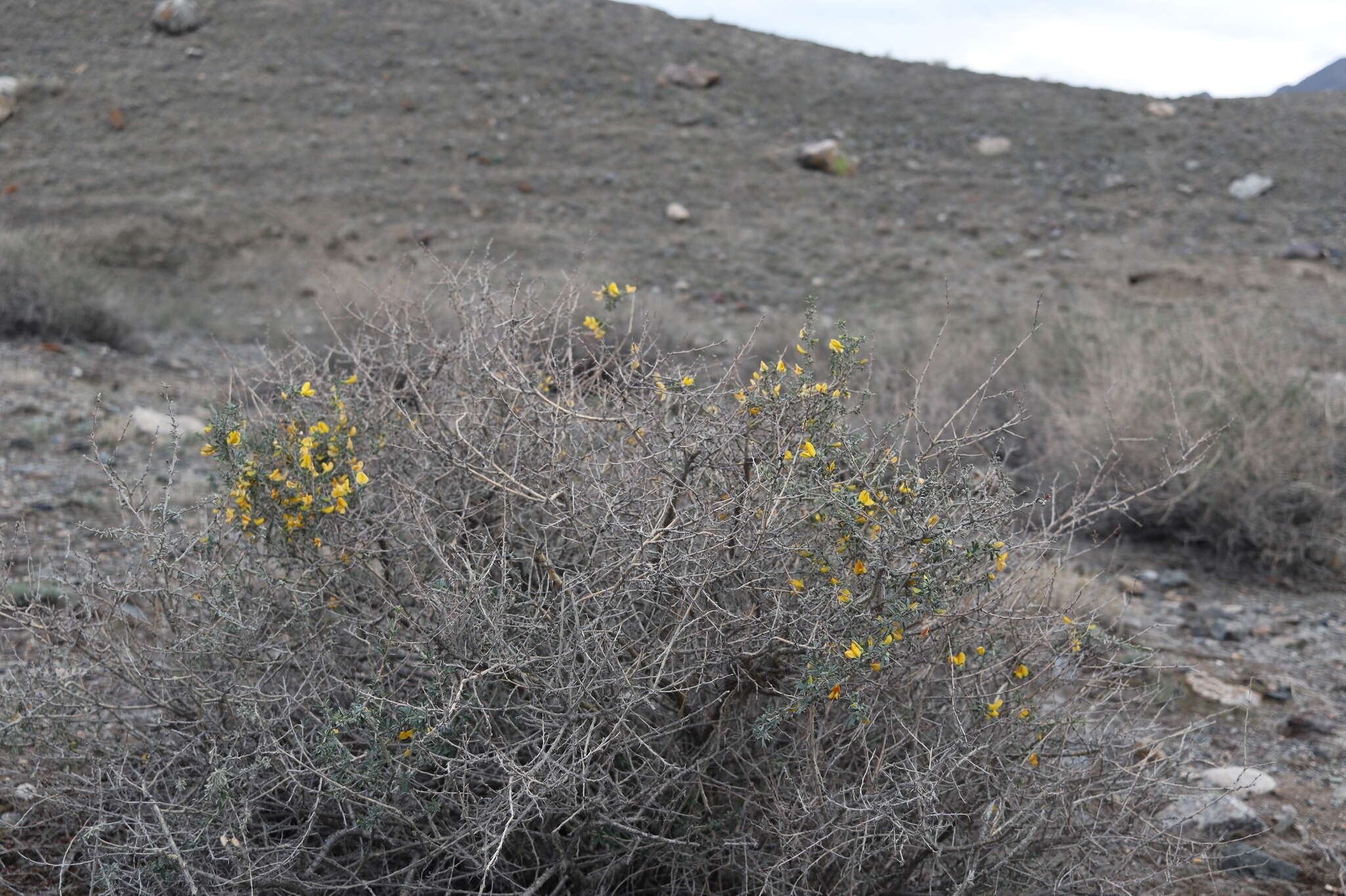 Image of Caragana balchaschensis (Kom.) Pojark.