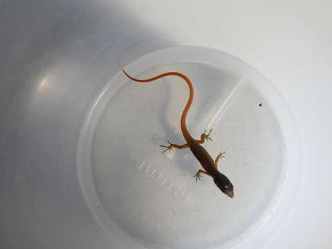 Image of White-Striped Eyed Lizard)