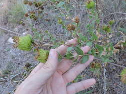 Image of narrowleaf gumweed