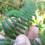 Imagem de Pteridium feei (W. Schaffn. ex Fée) Faull